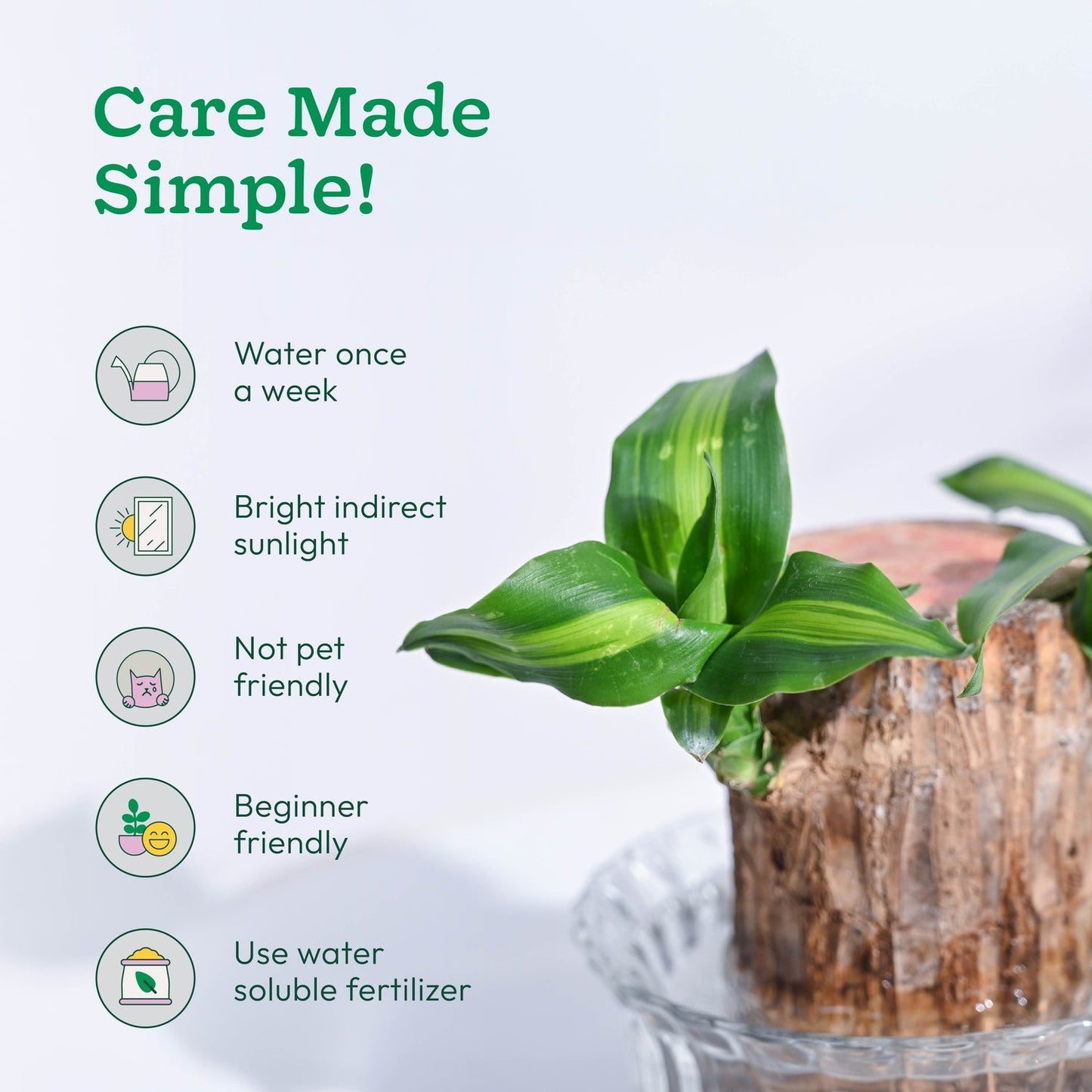 Brazilian Lucky Wood Plant( Buy 1 Get 1 FREE)